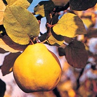 foto frutta