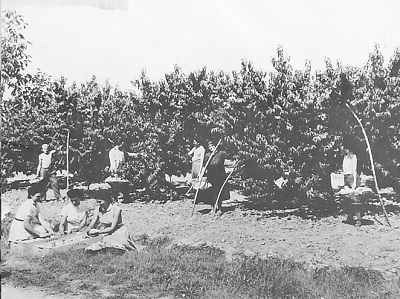 raccoglifrutta nel dopo guerra